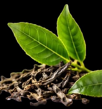 Fresh green tea leaves on a pile of dried tea